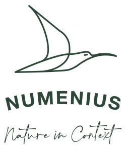 numenius